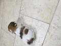 -small-0