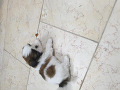 -small-1