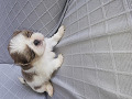 -small-2
