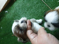 -small-0