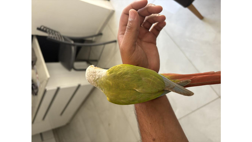 -big-1