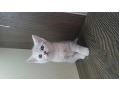 -small-5