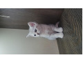 -small-7