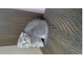-small-4