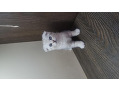 -small-0