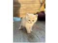 -small-2