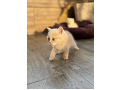 -small-3