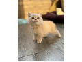 -small-4
