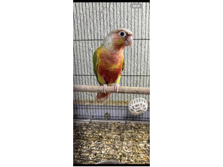 מבחר גרינציקים זוגות בדוקי מין