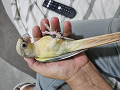 -small-1