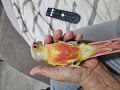-small-2