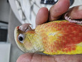 -small-3