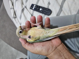 גרינציקים האכלת יד ברמה גבוהה