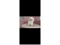-small-4