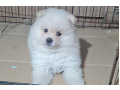 -small-2