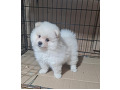 -small-3