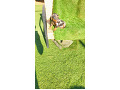 -small-3