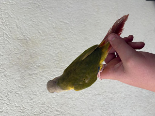 קוניור גרין ציק האכלת יד