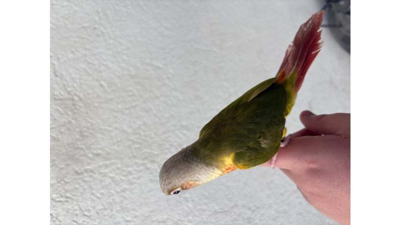 -big-1