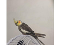 -small-4