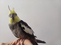 -small-3
