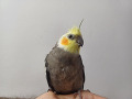-small-5