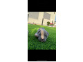 -small-3