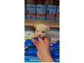 -small-2