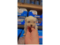 -small-1