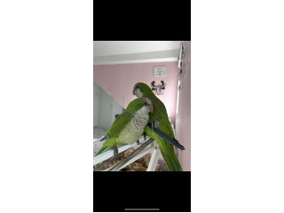 זוג קוואקר שניהם האכלת יד