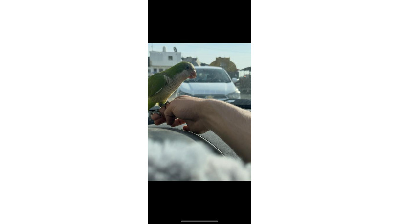 -big-1