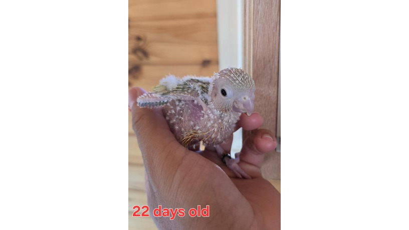 2025-big-1