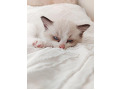 -small-2