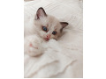 -small-1