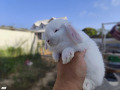 -small-1