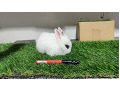 -small-4