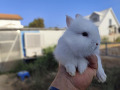 -small-2