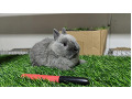 -small-7