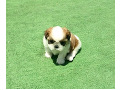 -small-1