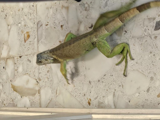 איגואנה שקטה גדולה אוכלת ירקות