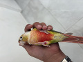 -small-1