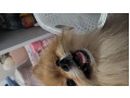 -small-2