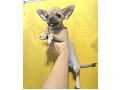-small-4