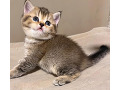 -small-5