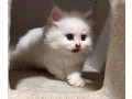 -small-6