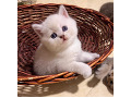 -small-3