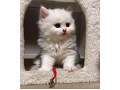 -small-7