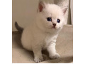 -small-4