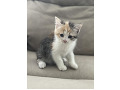 -small-1