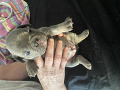 -small-3